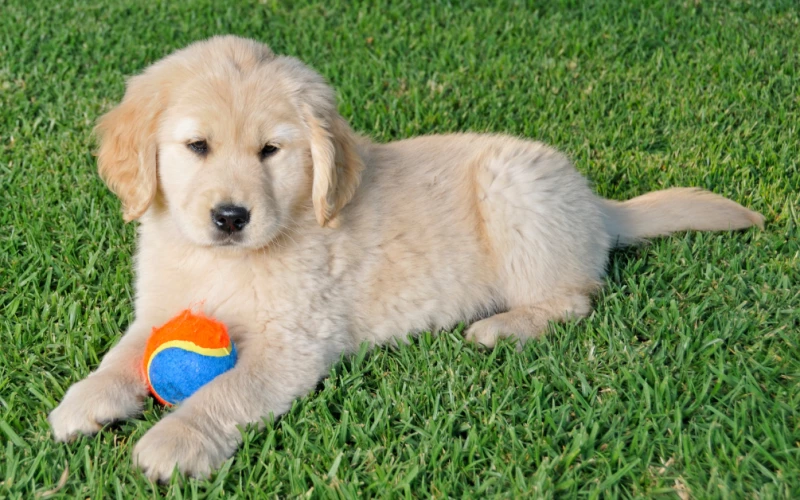 Discover the Top Pet Turf Benefits for Happier Pets and Easier Cleanups