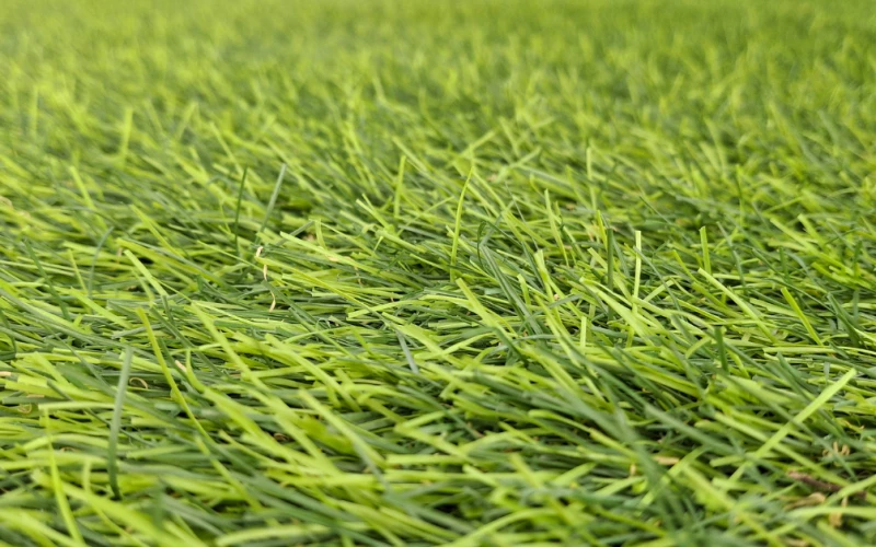 How to Keep Turf Clean: Maintenance Tips for High-Traffic Areas